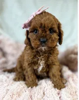 Winnie , a female Cavapoo for sale in Louisville, KY – 8 of 9