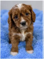 Teddy , a male Cavapoo for sale in Louisville, KY – 5 of 7