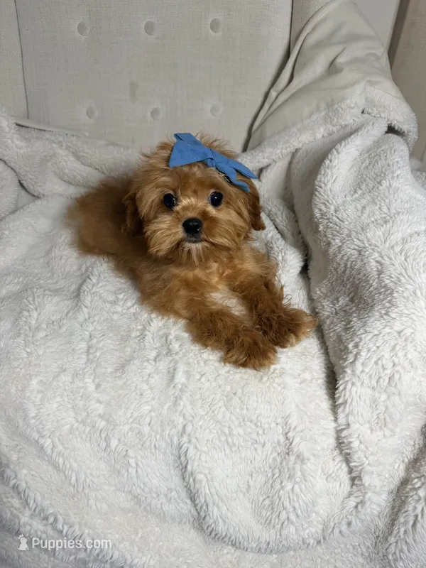 Bubbles—tiny toy cavapoo – Cavapoo puppy for sale in Louisville, KY