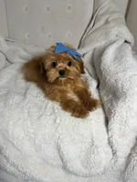 Bubbles—tiny toy cavapoo, a female Cavapoo for sale in Louisville, KY – 1 of 6