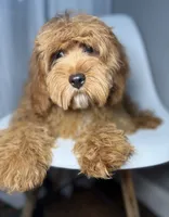 Grant, a male Cavapoo for sale in Louisville, KY – 4 of 6