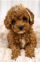 Millie-tiny 1.6 lbs , a female Poodle - Toy  for sale in Louisville, KY – 2 of 9