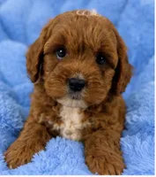 Ollie , a male Cavapoo for sale in Louisville, KY – 4 of 10