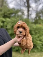 whitley, a female Cavapoo for sale in Louisville, KY – Photo 8 of 8