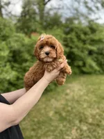 whitley, a female Cavapoo for sale in Louisville, KY – Photo 7 of 8