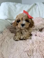 Vannah, a female Cavapoo for sale in Louisville, KY – 9 of 10