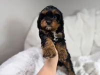 Reese 💙, a female Cavapoo for sale in Louisville, KY – 9 of 10