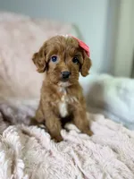 Sun, a female Cavapoo for sale in Louisville, KY – 6 of 8