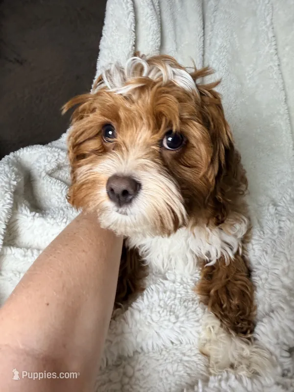 Oliver – Cavapoo puppy for sale in Louisville, KY