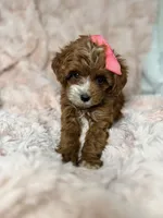 Marley, a female Cavapoo for sale in Louisville, KY – 4 of 10