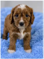 Teddy , a male Cavapoo for sale in Louisville, KY – 3 of 7
