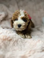 Remi, a female Cavapoo for sale in Louisville, KY – 2 of 10