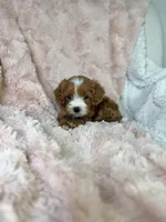 Nova , a female Cavapoo for sale in Louisville, KY – 5 of 8