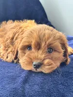 Flannel , a male Cavapoo for sale in Louisville, KY – Photo 10 of 10