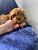 Flannel , a male Cavapoo for sale in Louisville, KY – Photo 9 of 10
