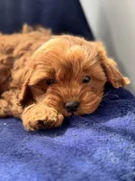 Flannel , a male Cavapoo for sale in Louisville, KY – Photo 7 of 10