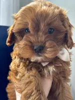 Flannel , a male Cavapoo for sale in Louisville, KY – Photo 6 of 10