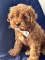 Flannel , a male Cavapoo for sale in Louisville, KY – Photo 5 of 10