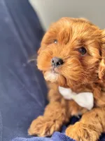 Flannel , a male Cavapoo for sale in Louisville, KY – Photo 3 of 10
