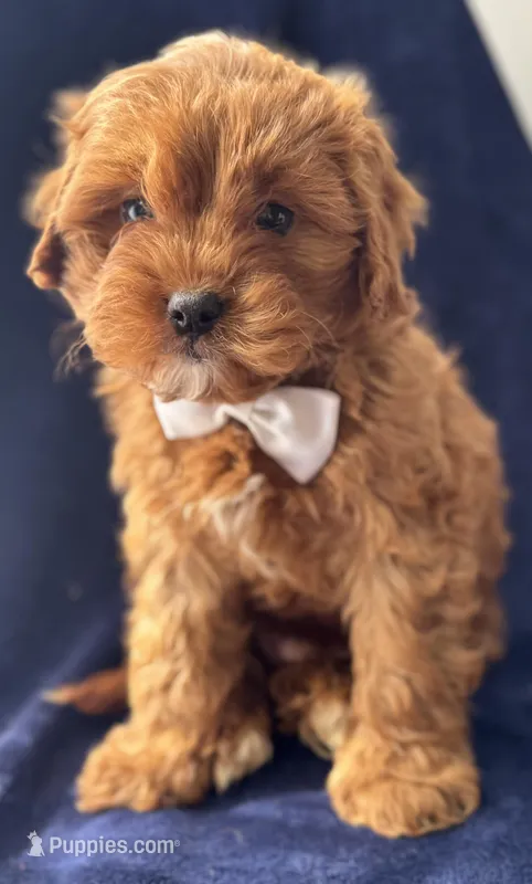 Flannel  – Cavapoo puppy for sale in Louisville, KY