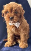 Flannel , a male Cavapoo for sale in Louisville, KY – Photo 1 of 10