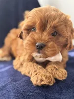Flannel , a male Cavapoo for sale in Louisville, KY – Photo 8 of 10