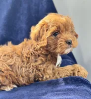 Flannel , a male Cavapoo for sale in Louisville, KY – Photo 2 of 10