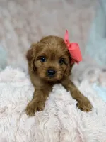 Luna , a female Cavapoo for sale in Louisville, KY – 6 of 9