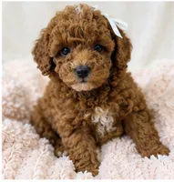 Honey-deep red 2.6 lbs , a female Poodle - Toy  for sale in Louisville, KY – 6 of 7