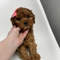 Carolina, a female Cavapoo for sale in Louisville, KY – Photo 8 of 10