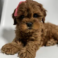 Carolina, a female Cavapoo for sale in Louisville, KY – Photo 7 of 10