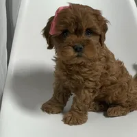 Carolina, a female Cavapoo for sale in Louisville, KY – Photo 5 of 10