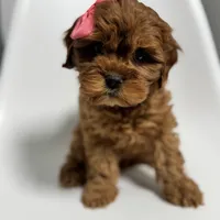 Carolina, a female Cavapoo for sale in Louisville, KY – Photo 2 of 10