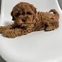 Carolina, a female Cavapoo for sale in Louisville, KY – Photo 6 of 10