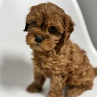 Carolina, a female Cavapoo for sale in Louisville, KY – Photo 4 of 10