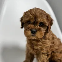 Carolina, a female Cavapoo for sale in Louisville, KY – Photo 1 of 10