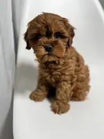 processed/03e9f551-54de-48cd-9003-f5a7c2f49a21/listing/38713d3c-2f38-4f99-ab67-53f20266e23b/8ee7c95d-2ac1-47a0-8a1e-719fb1f14a87