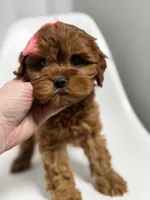 processed/03e9f551-54de-48cd-9003-f5a7c2f49a21/listing/38713d3c-2f38-4f99-ab67-53f20266e23b/c4de9446-3380-43f5-af59-fce32e3aab0d