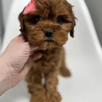 Carolina, a female Cavapoo for sale in Louisville, KY – Photo 3 of 10