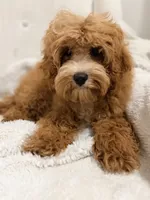 Shane , a male Cavapoo for sale in Louisville, KY – 6 of 10