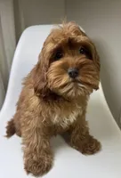 Gage, a male Cavapoo and Poodle - Miniature  for sale in Louisville, KY – Photo 4 of 6