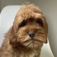 Gage, a male Cavapoo and Poodle - Miniature  for sale in Louisville, KY – Photo 5 of 6