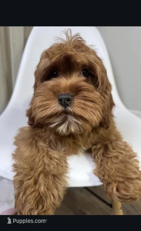 Gage – Cavapoo, Poodle - Miniature  puppy for sale in Louisville, KY