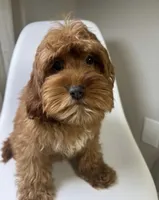 Gage, a male Cavapoo and Poodle - Miniature  for sale in Louisville, KY – Photo 3 of 6