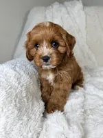 Atlas, a male Cavapoo for sale in Louisville, KY – 3 of 9
