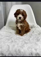 Milo, a male Cavapoo for sale in Louisville, KY – Photo 7 of 7