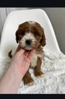 Milo, a male Cavapoo for sale in Louisville, KY – Photo 2 of 7