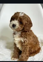 Milo, a male Cavapoo for sale in Louisville, KY – Photo 3 of 7