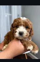 Milo, a male Cavapoo for sale in Louisville, KY – Photo 5 of 7