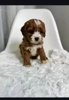 Milo, a male Cavapoo for sale in Louisville, KY – Photo 4 of 7